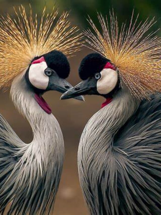 Beautiful Birds